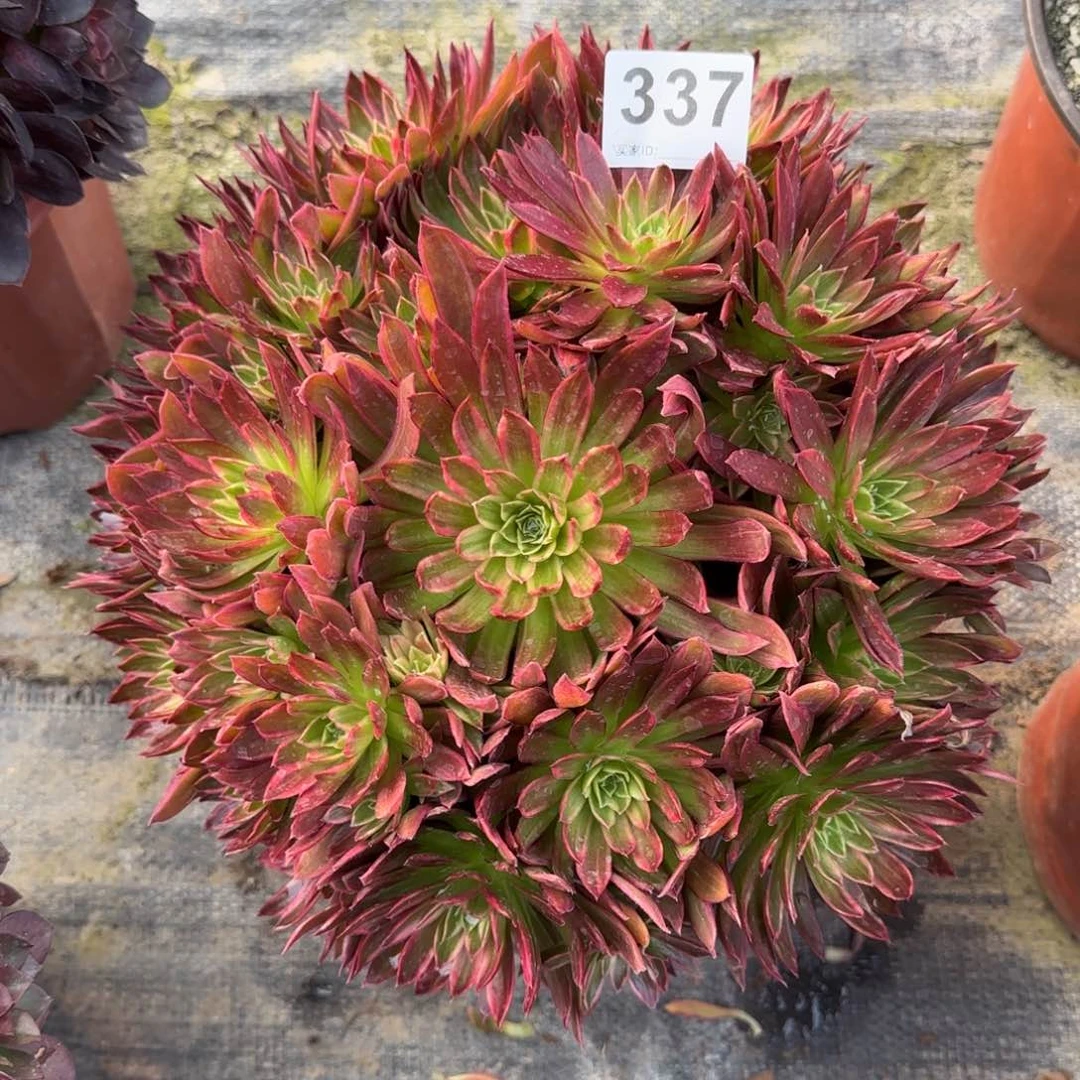 337多肉植物凤凰