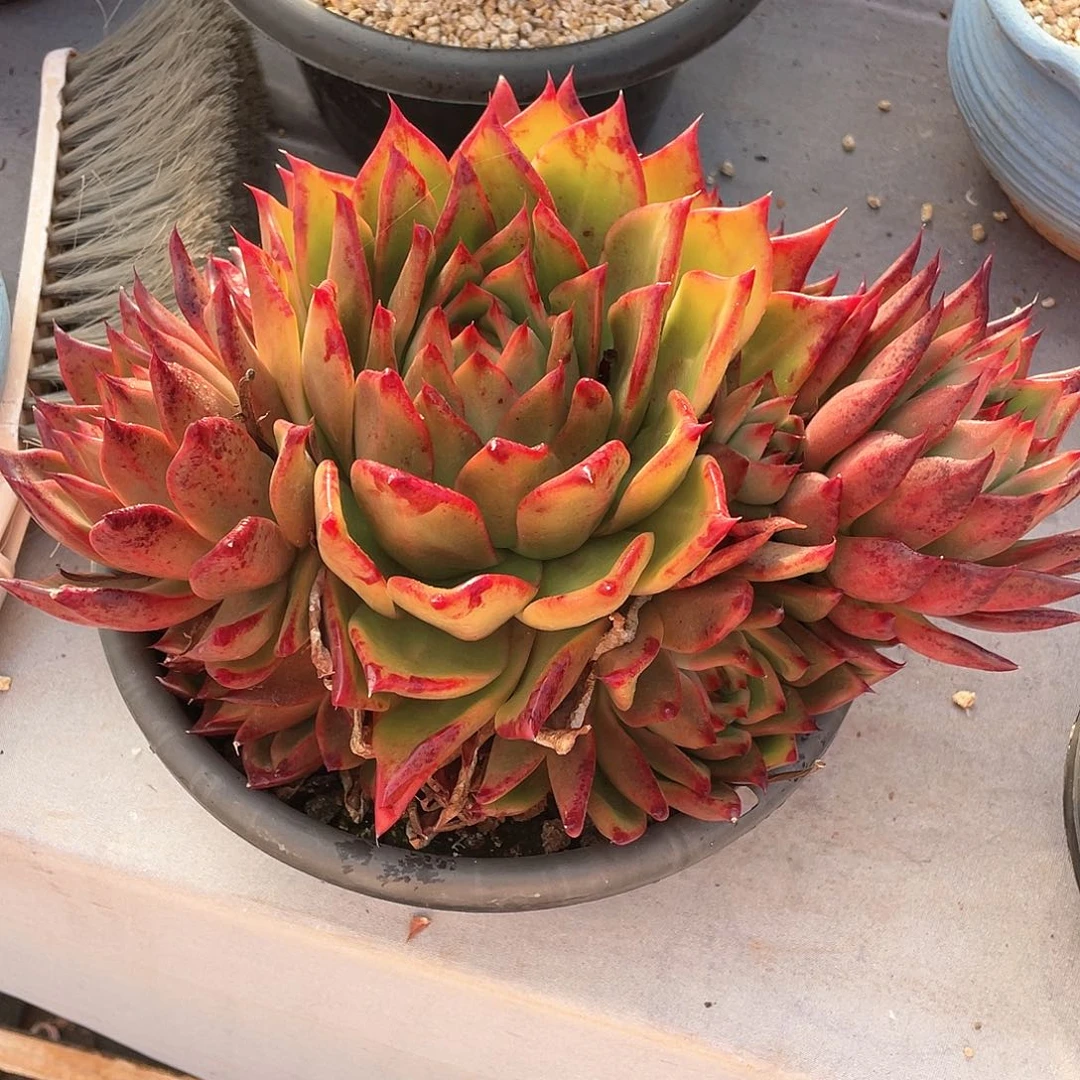 多肉植物一物一拍