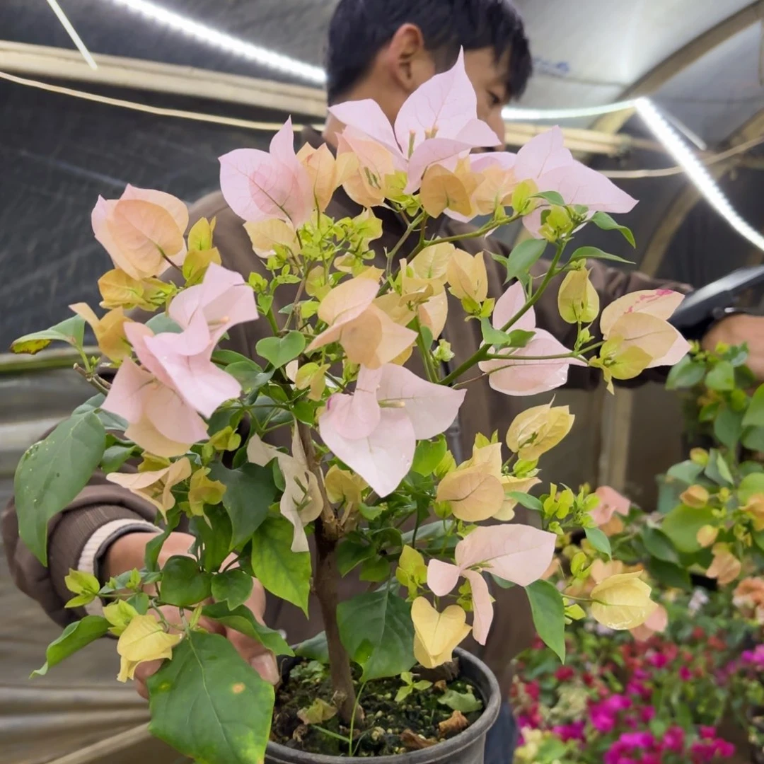 全部花苞（阿达的喜悦）三角梅会落花落叶会光杆苗有大有小