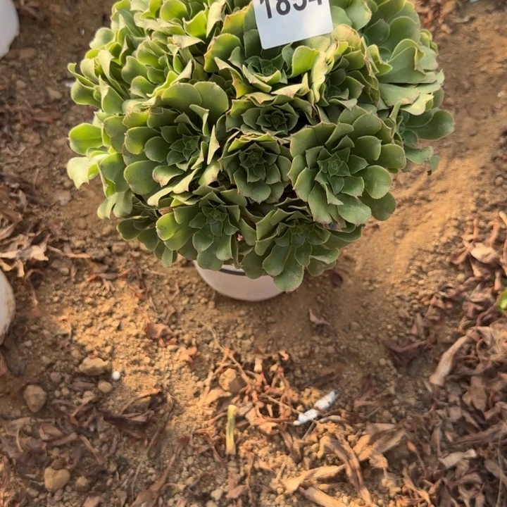 1854 清棚处理不包断枝