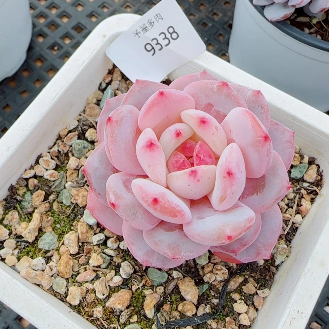 星星橙，9338多肉植物