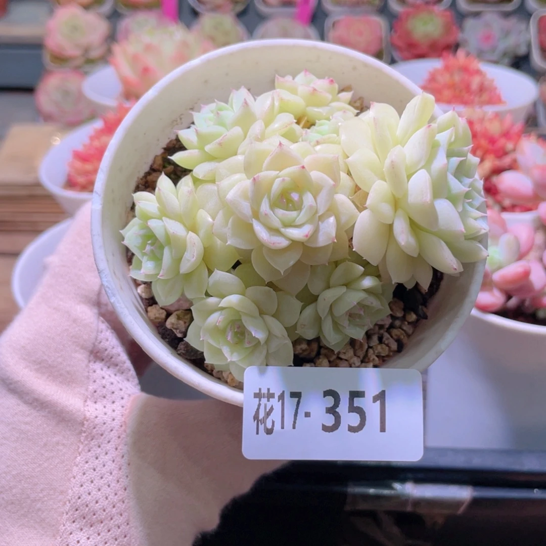 花利美17-351白天鹅