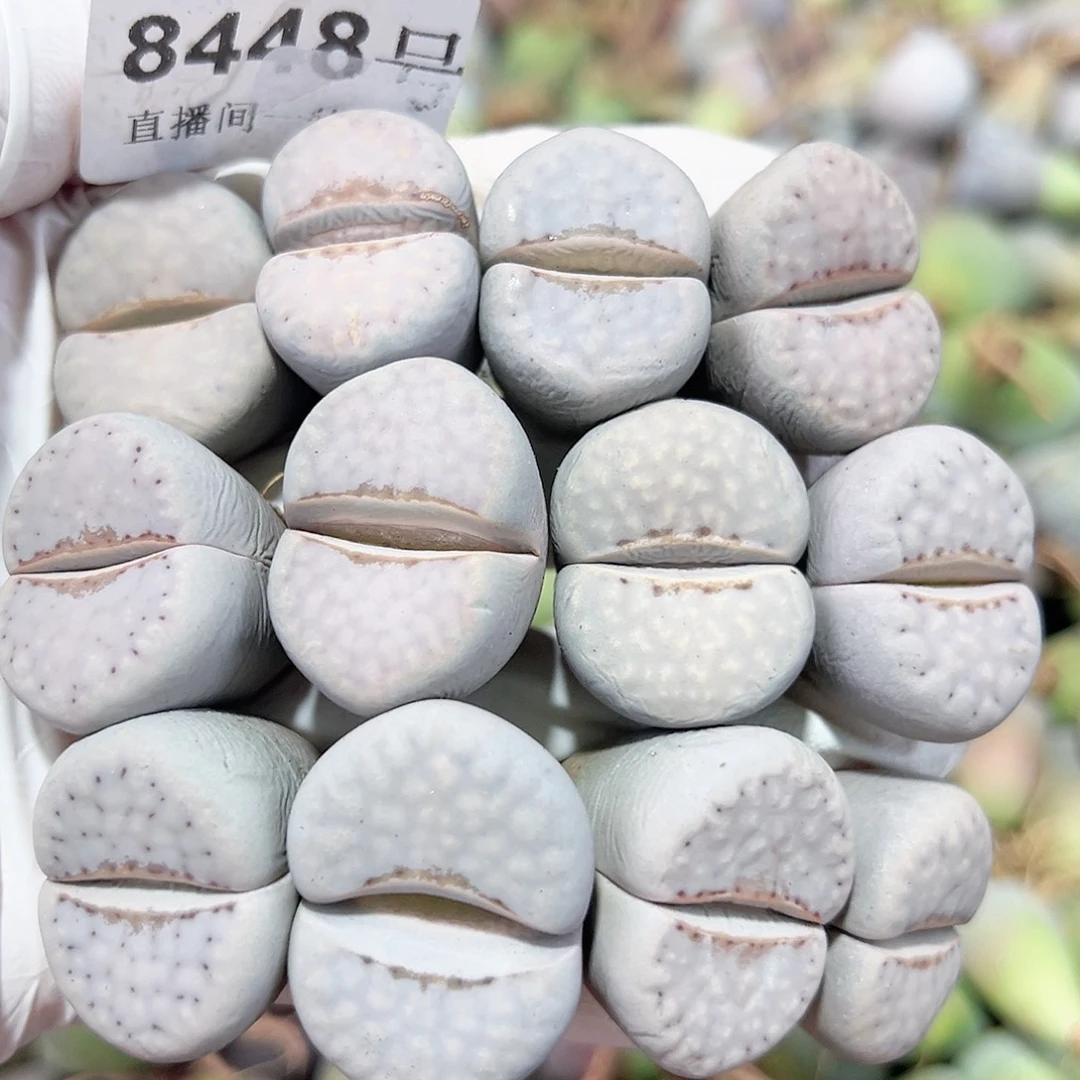 8448 好养易活生石花大母本12个2-2.5cm有点干特价处理