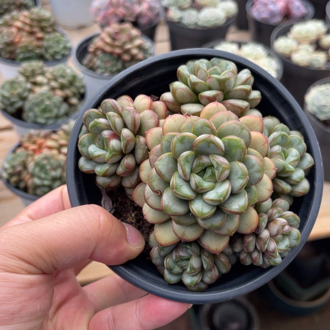 姬葡萄一物一拍不支持退换