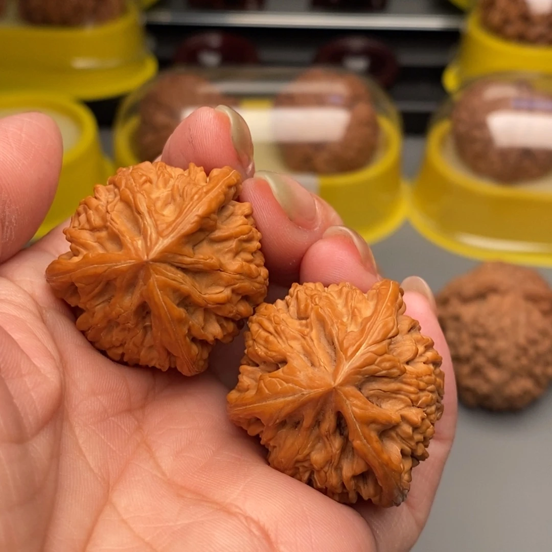 木质类玉龙粗筋三棱