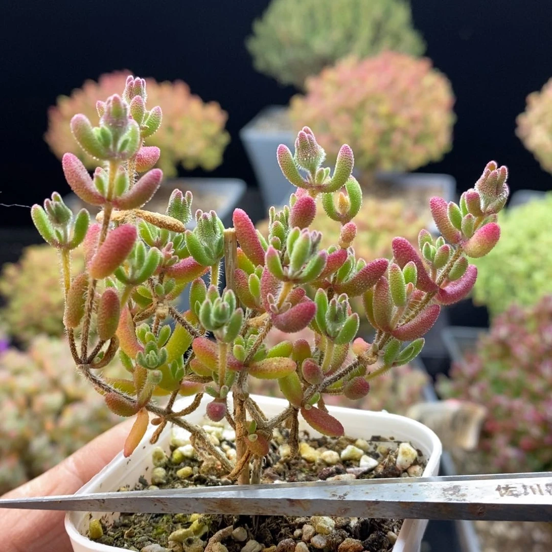 爱*9149红宝石。