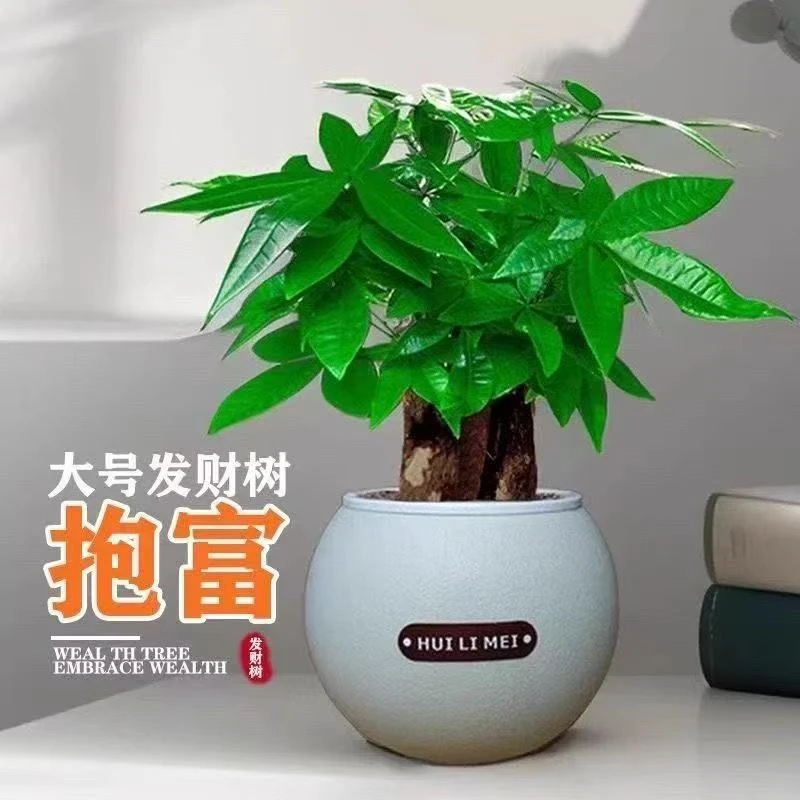 【发财树】室内水培懒人好养绿植盆栽净化空气美化家居办公桌花卉