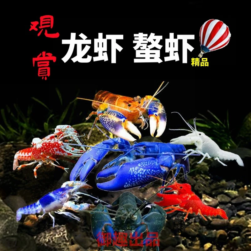 鳌虾观赏虾淡水龙虾宠物虾天空蓝魔虾火山原生青花瓷鳌虾幽灵龙纹