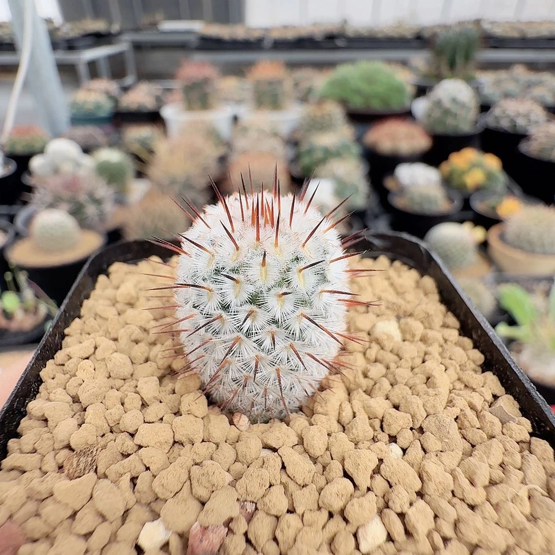 实生直刺佩雷脱土发货