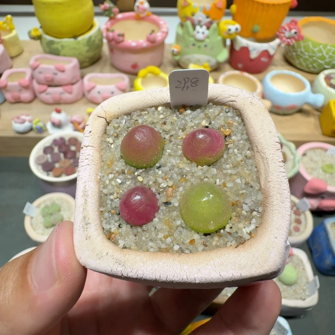 蘑菇220灯泡灯泡灯泡