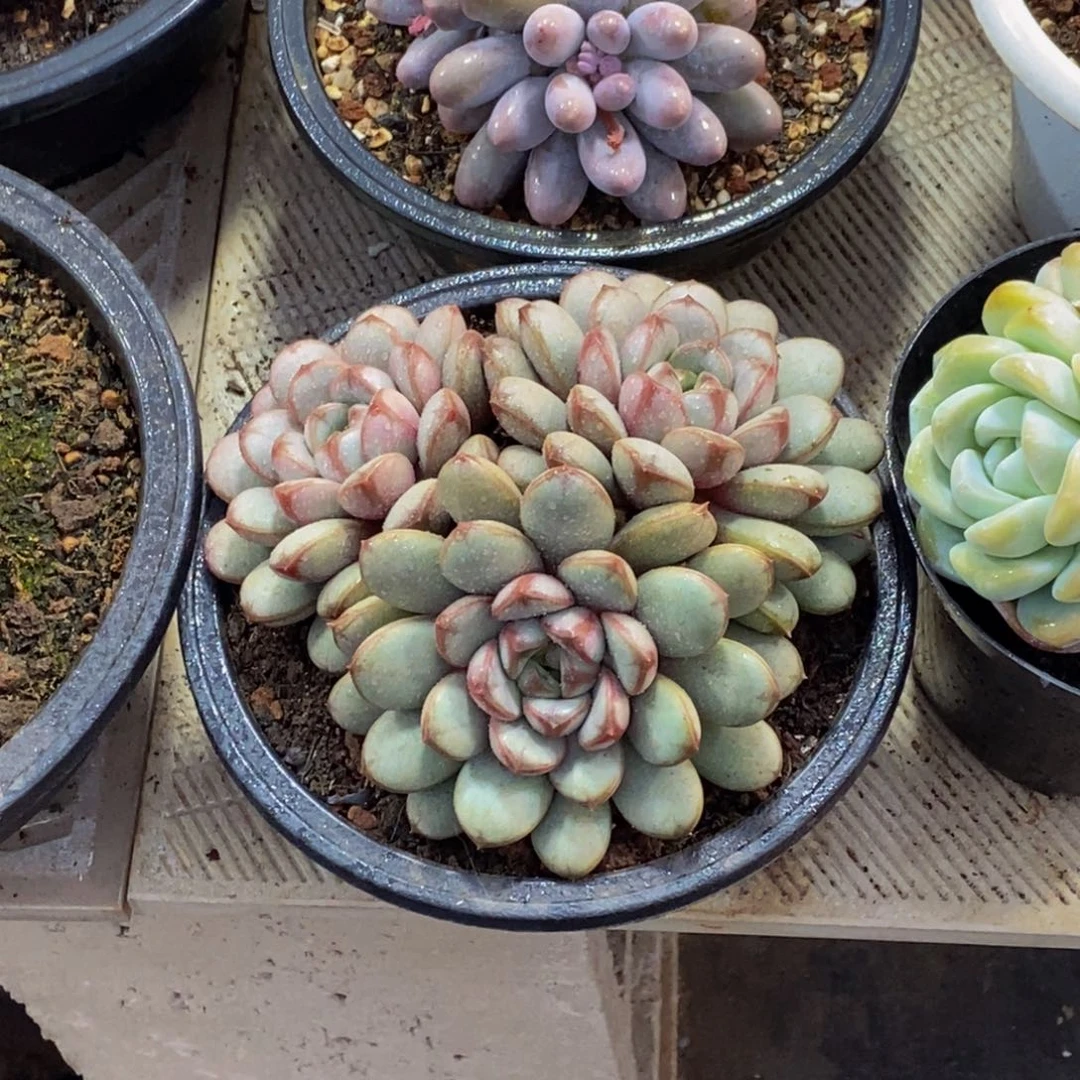 浅***?48包邮一物一拍多肉