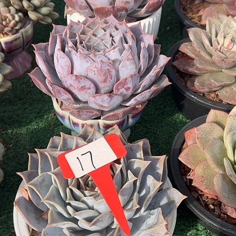 小****17路西4个脱土多肉脱土