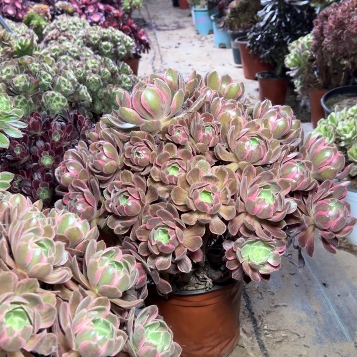 ?****。909浣纱多肉多肉多肉