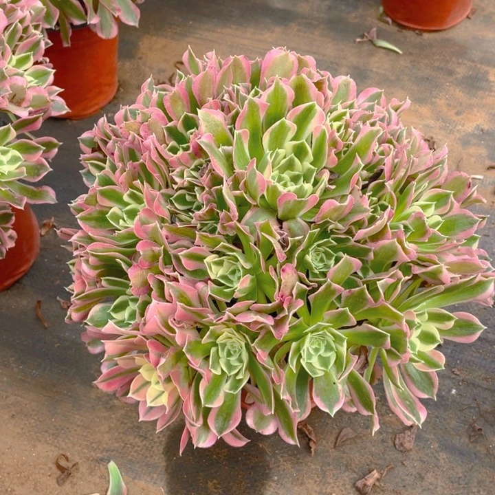 722雨花石法师多肉断枝不售后