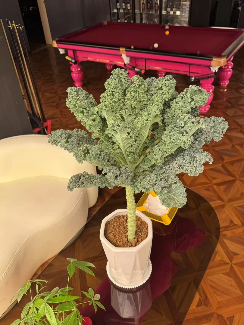 可食用羽衣甘蓝成年盆栽