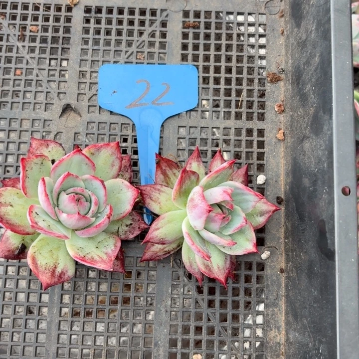 吴***欢22号2颗小惊鸿仙子