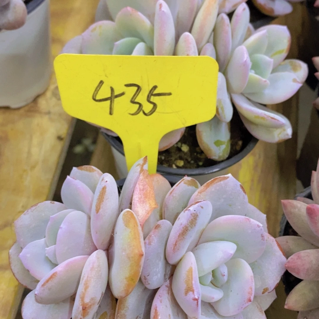 双十一正式开启，欢迎参加