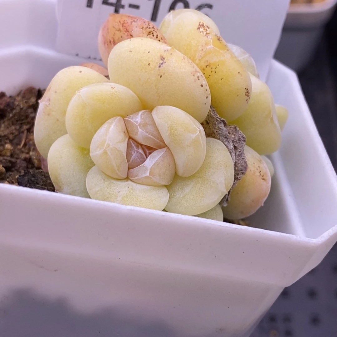 【闪购商品】14-106