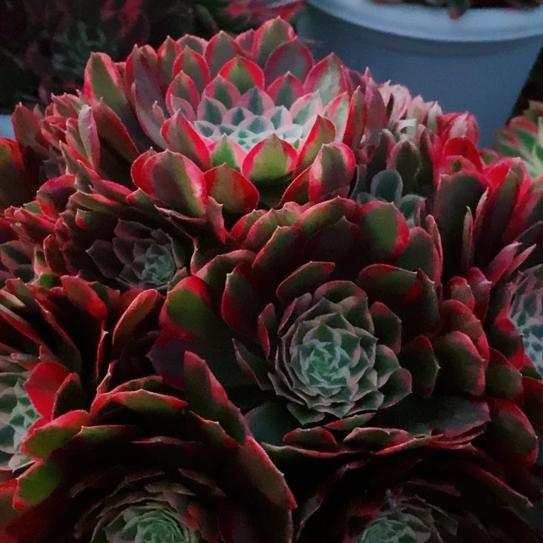 上古园艺多肉法师