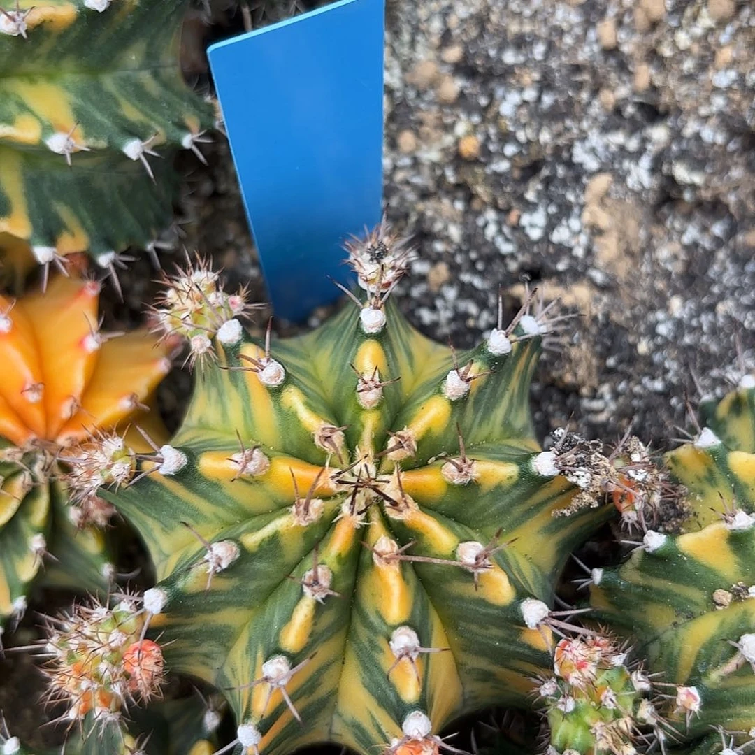 Z1009-1110泰国米哈芥末