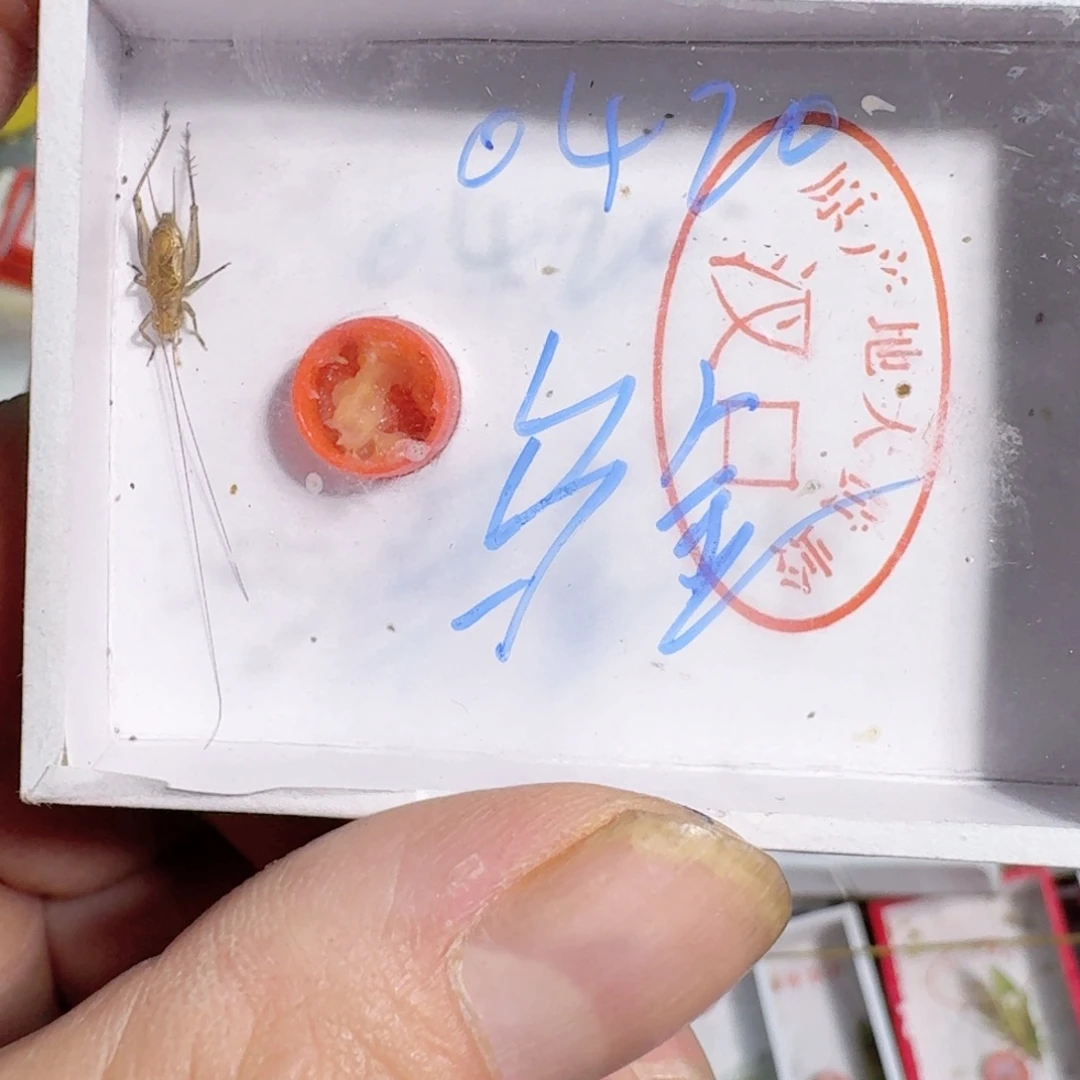 用***5蟋蟀蝈蝈我也想要这样一款
