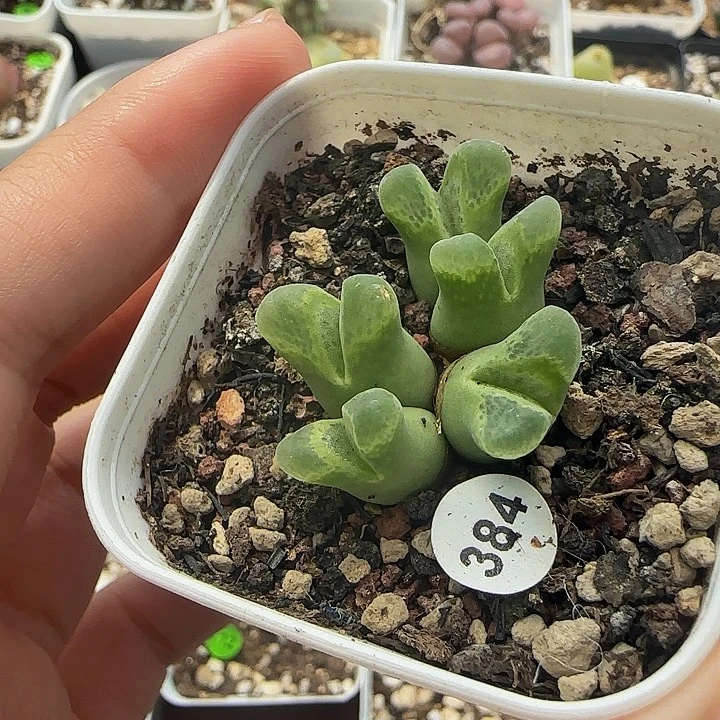 佛渡奶瓶风铃多肉带盆384