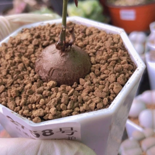 2758，2.5厘米龟甲龙