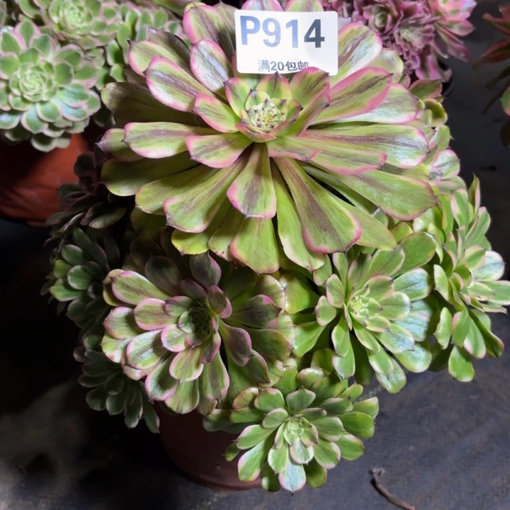 瑞妈，，，，。。914沙皇，