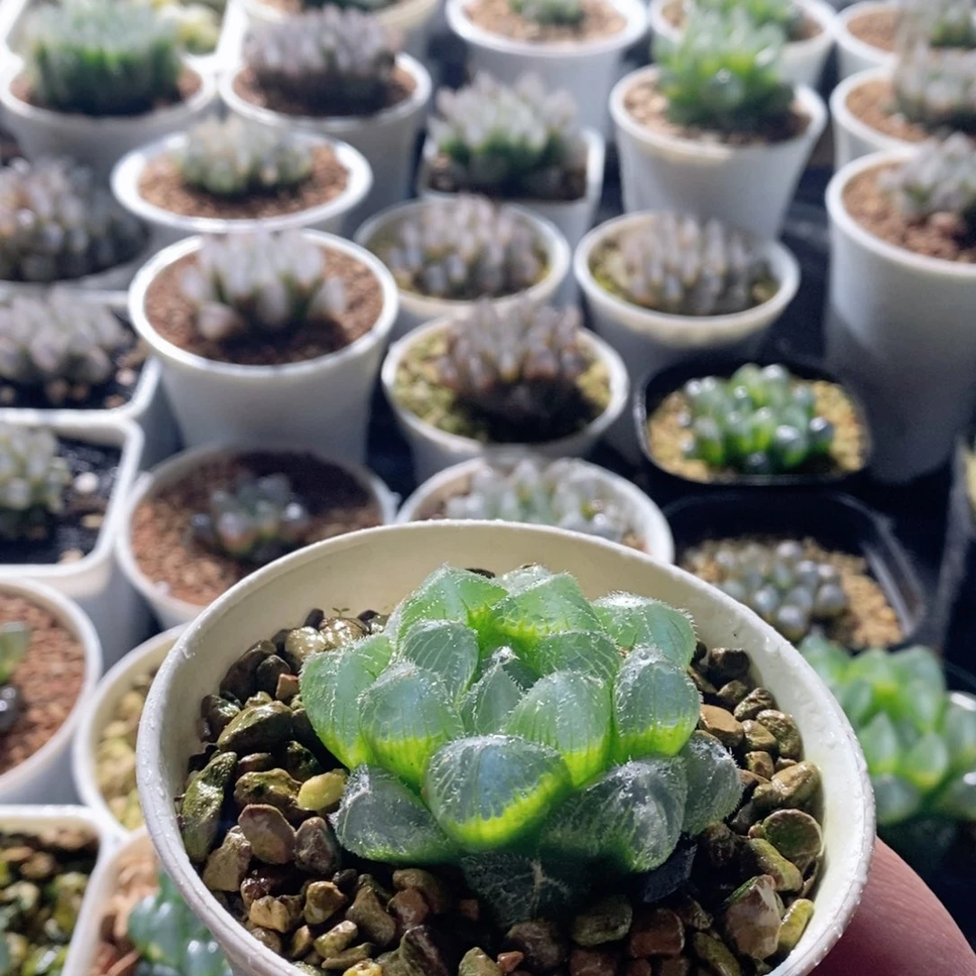 大窗实生玉露多肉植物