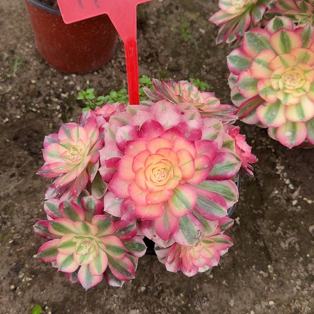 4107倾城多肉法师