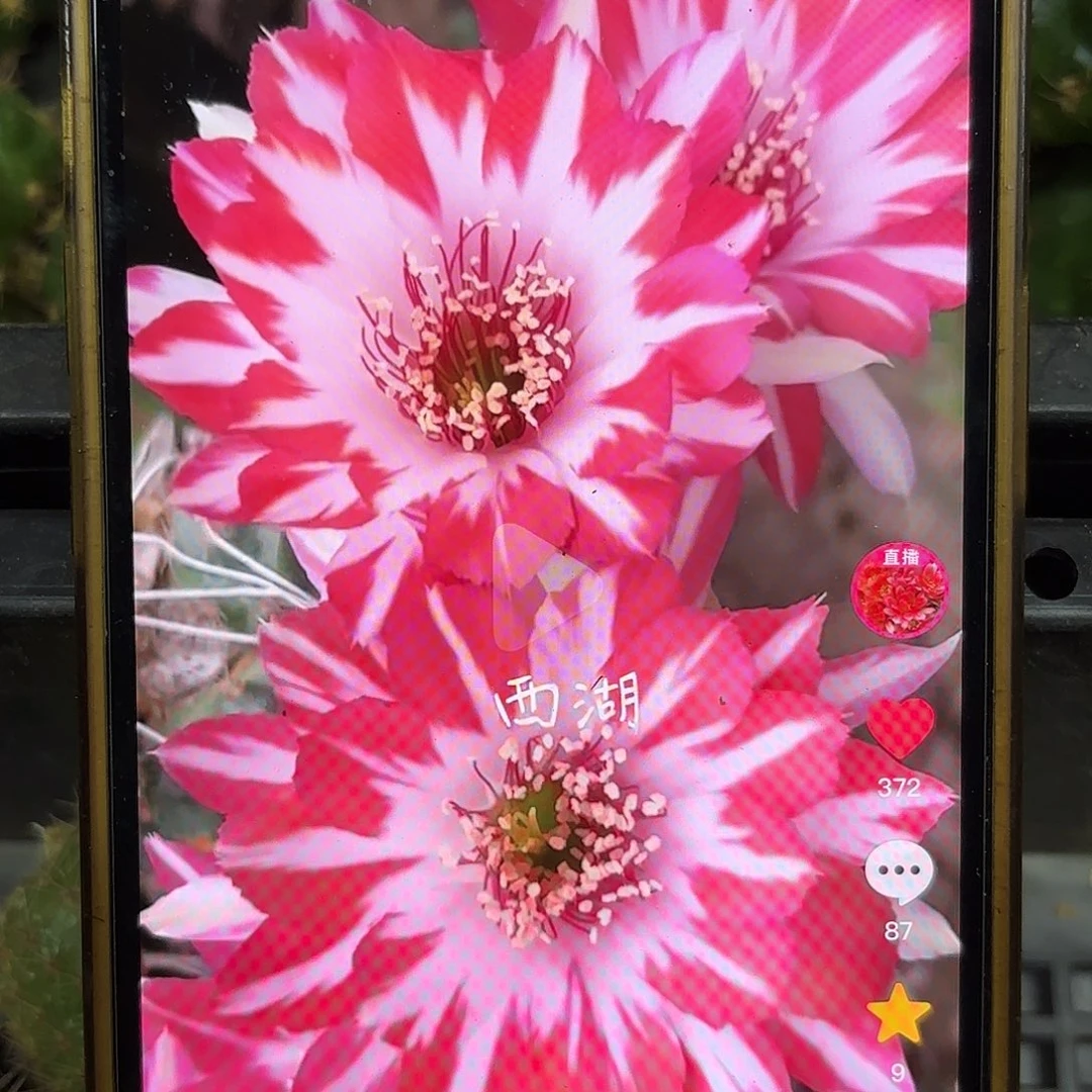 蝉衣丽花侧牙20包邮仙人球51