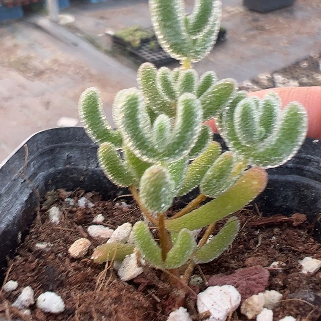 冰晶实生55杯小老桩