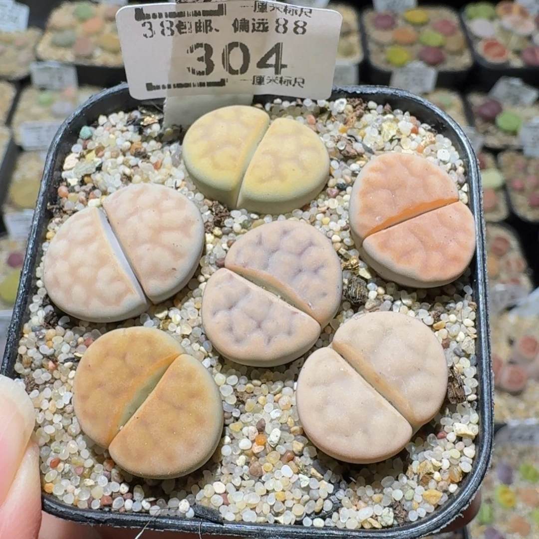 Ssss精品生石花304