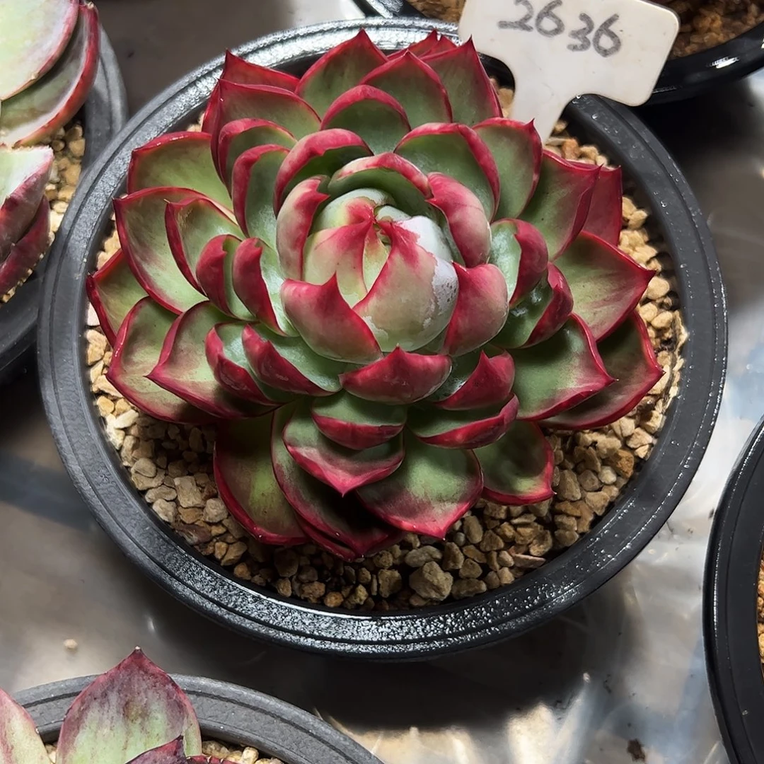 风***悄惊鸿仙子一物一拍2636号