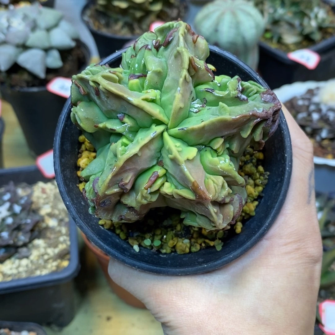 71号 状态核桃7.5公分带盆土