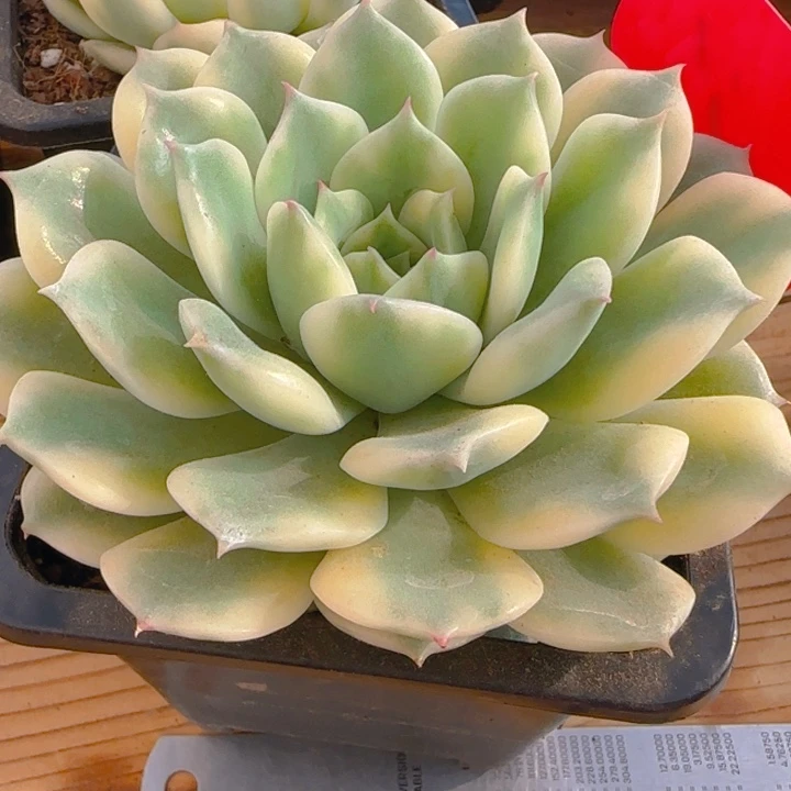 艾丽卡锦多肉植物好看