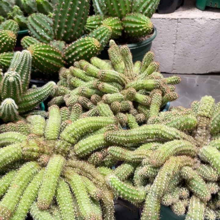 新品超大群白檀米开朗基罗