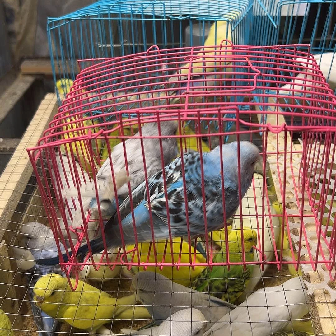 虎皮鹦鹉虎皮一对