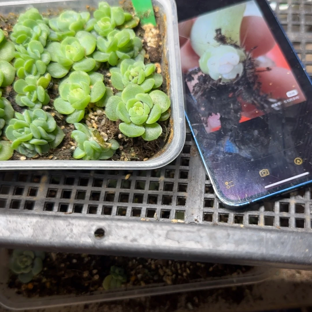 玉漱中苗盆一个满25包邮