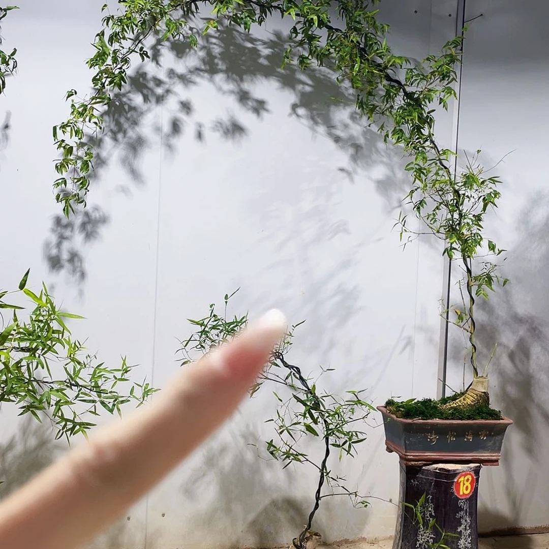 无*.小叶簕竹熟桩陶瓷盆一物一拍