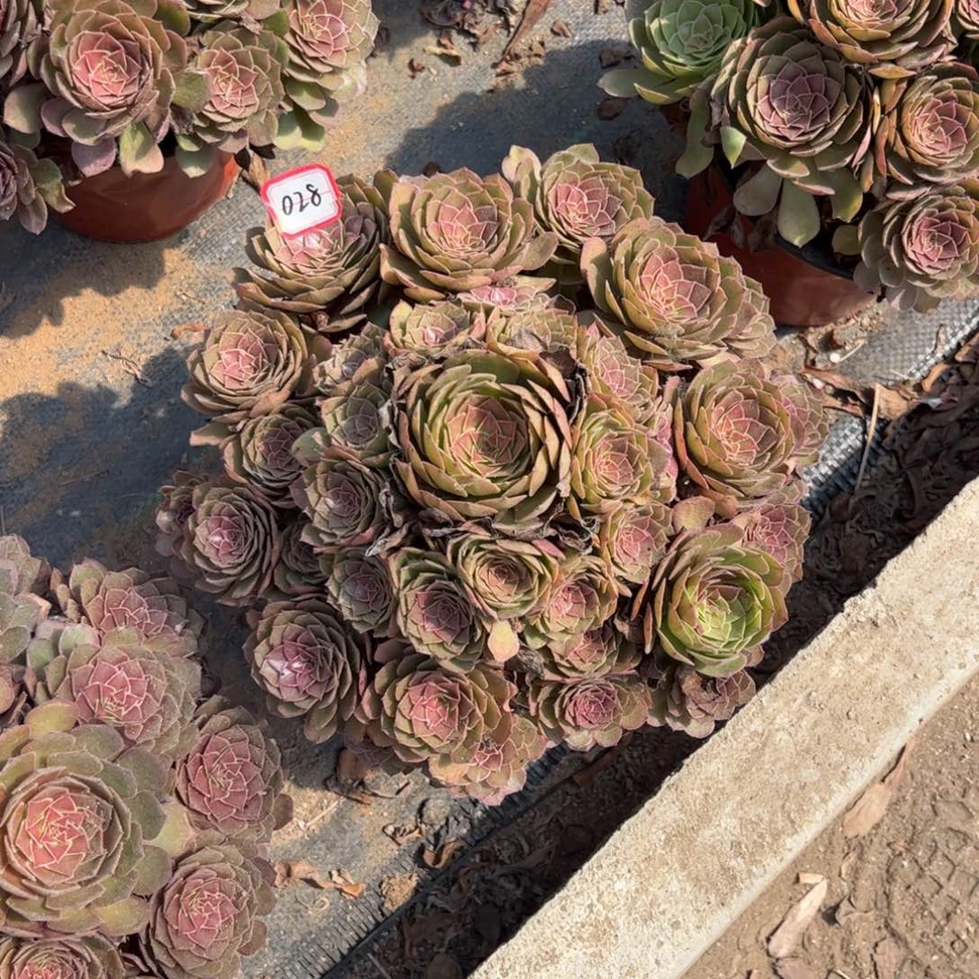 028多肉植物红魔带花脸