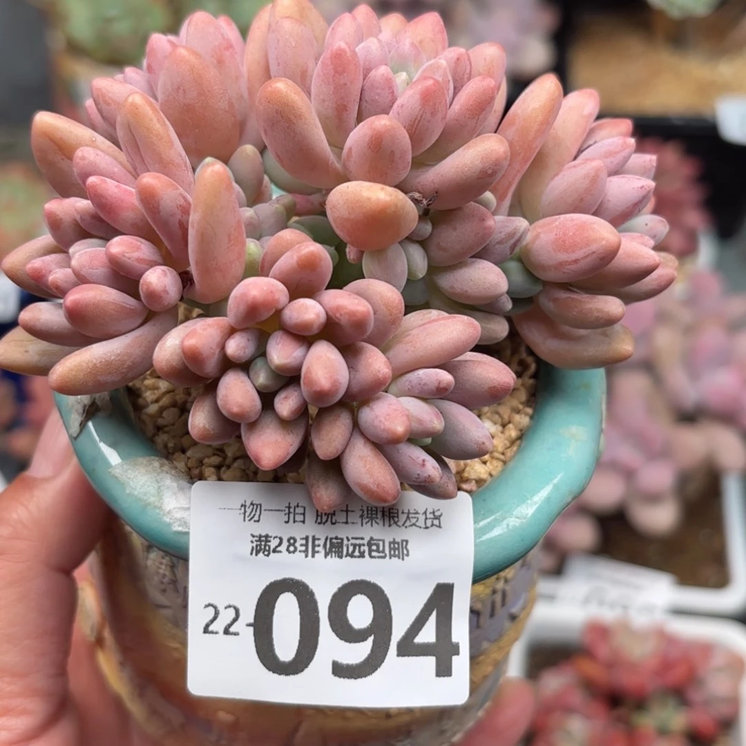 星黛露多肉多肉多