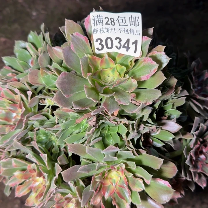 30341七彩多肉植物