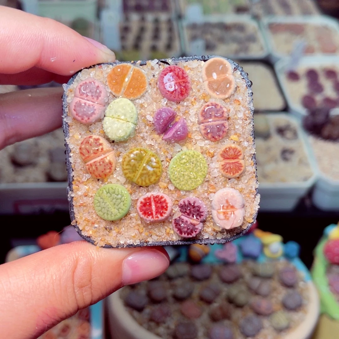 366号带盆包邮发货