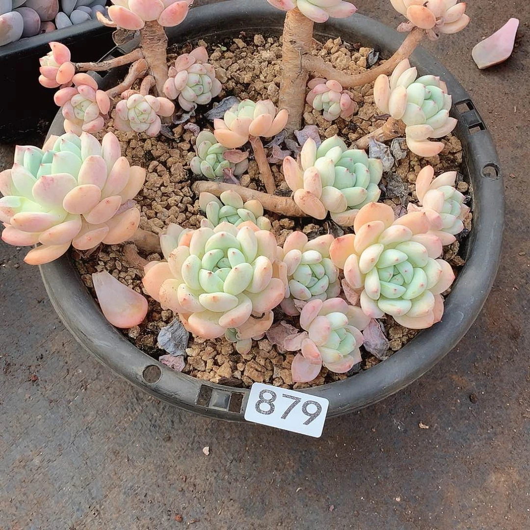 879望酥一物一拍多肉