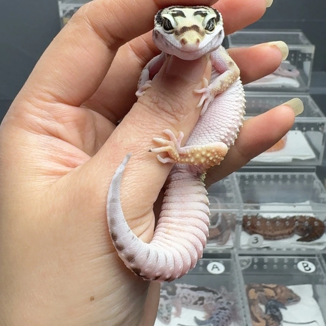 豹纹守宫土匪亚成