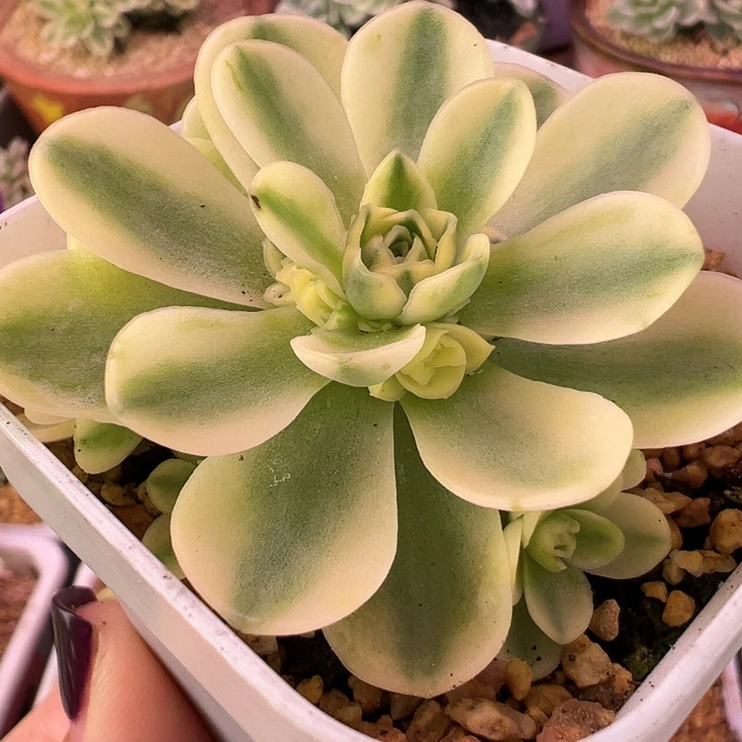 山地玫瑰锦开心1245号