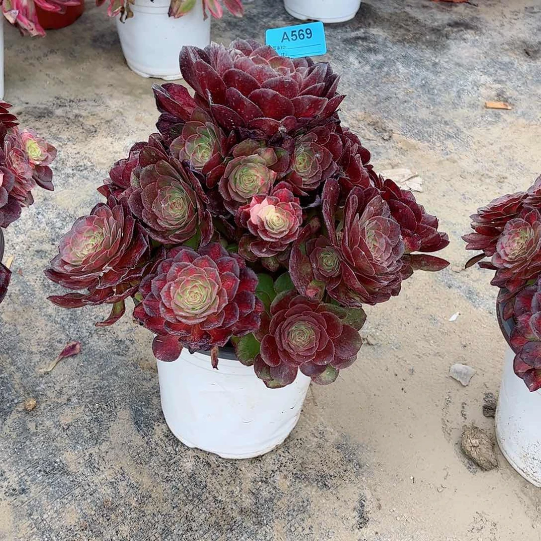 荣*姐多肉植物海王七彩569