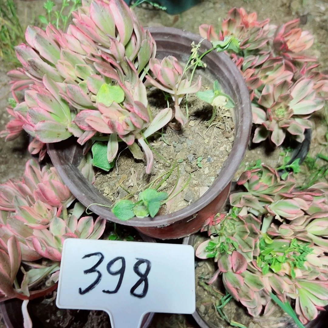 多肉植物组合5个