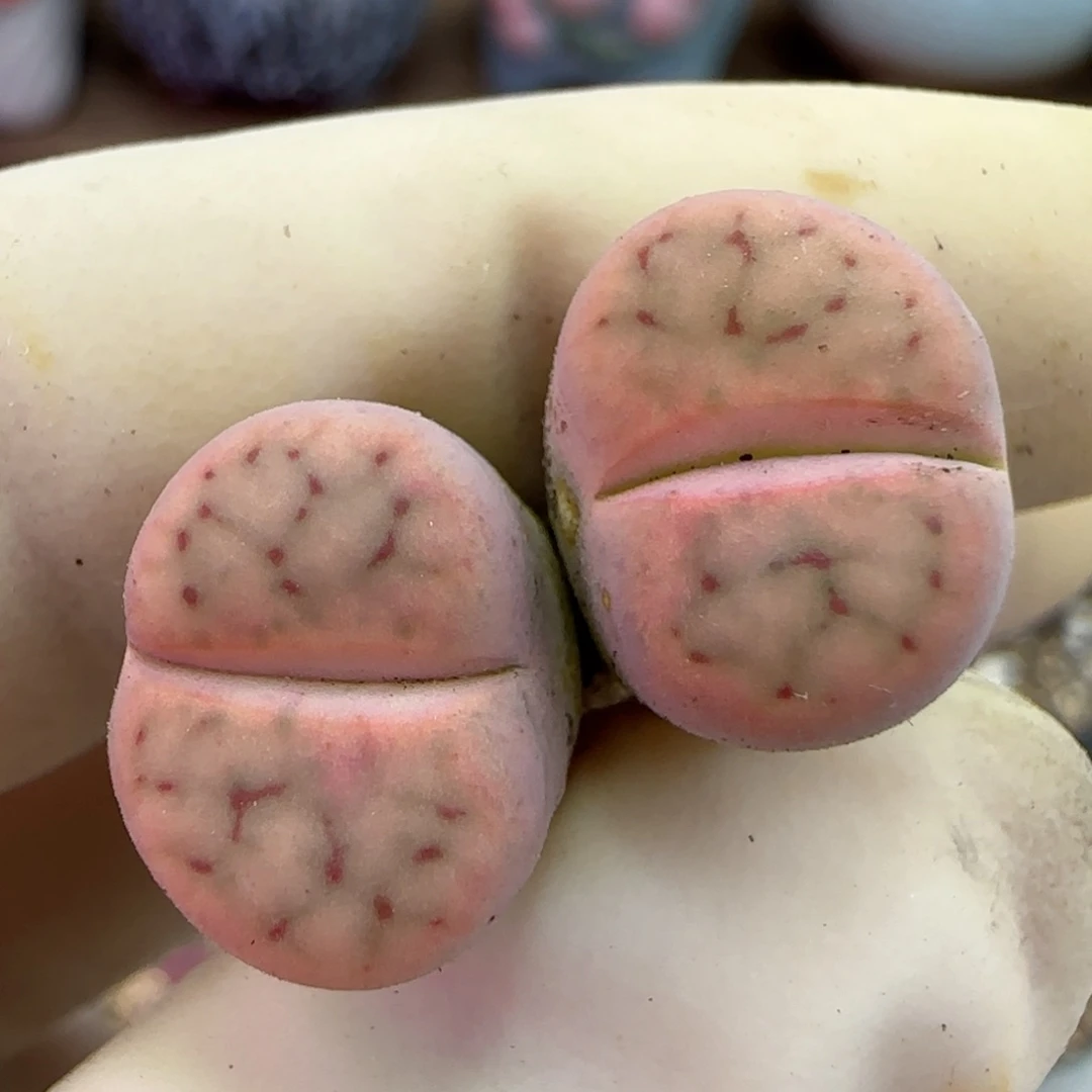 273糖豆招福福利